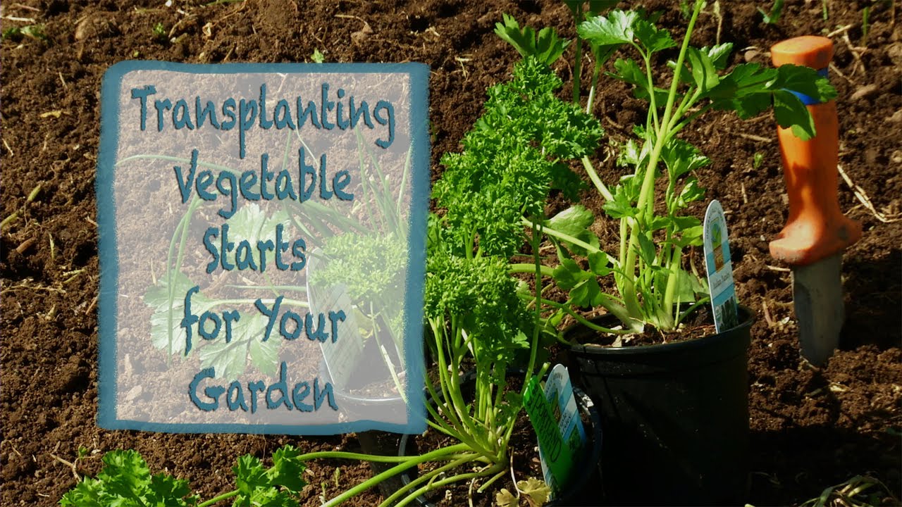 Transplanting Vegetable Starts for Your Garden