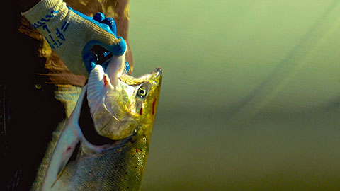 Traditional Dip Net Fishing: The Yakama Nation Tribe