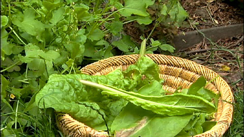 How To Make Sorrel Soup