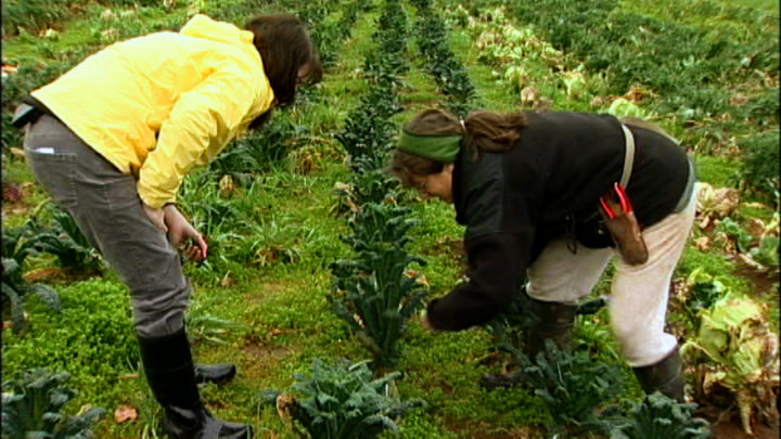 From the Farmer’s Field: Lacinato Kale - Cooking Up a Story