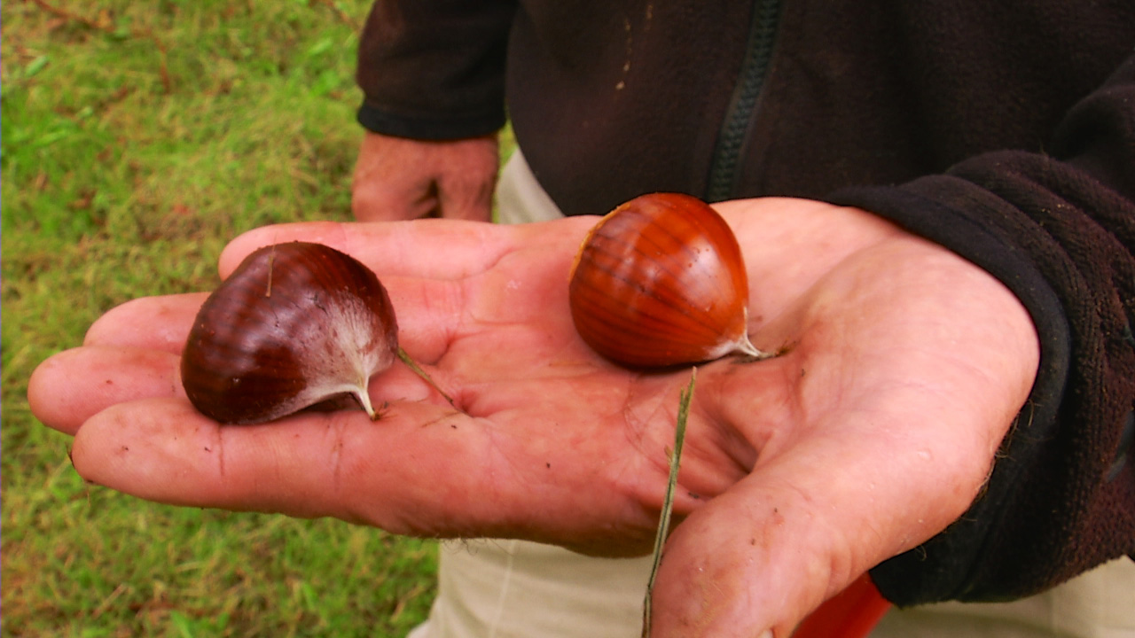 A Low-Tech Organic Chestnut Farmer (video)