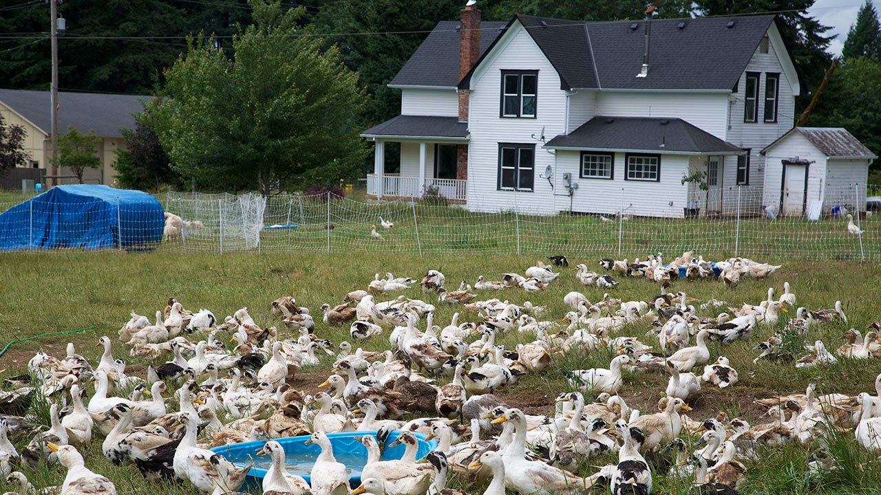 Preserving Endangered Heritage Breeds of Livestock