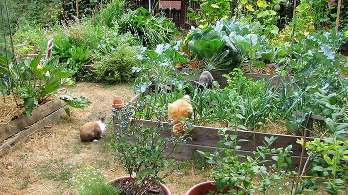 2 cats and 1 bunny- Urban Homesteader