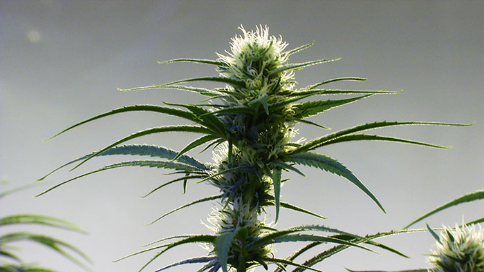 Close Up Marijuana Plant-CannaMan Farms