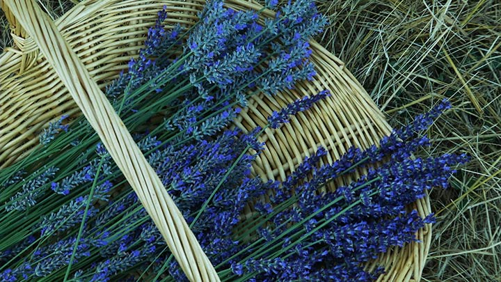 Basket of Lavender-Woodland Lavender Farm
