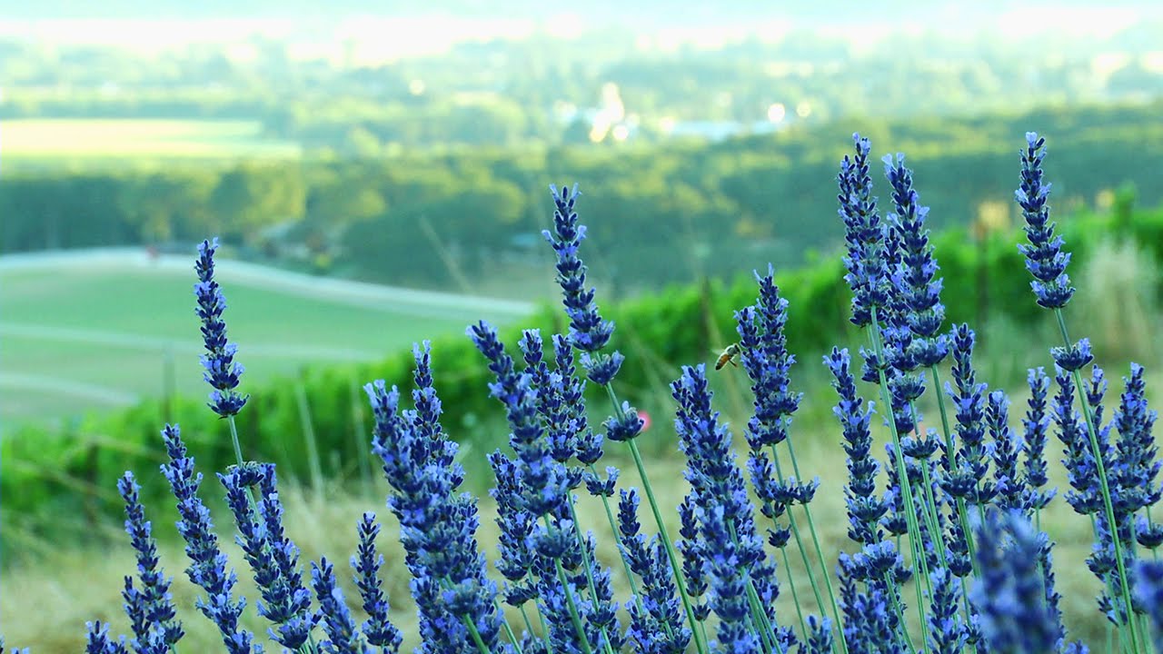 A Lavender Farm in Full Bloom – video