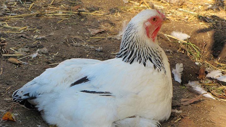 Eggs 101-Chicken Resting