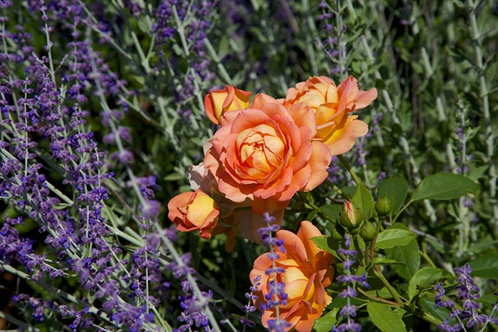 Finch House Cottages-Roses-p