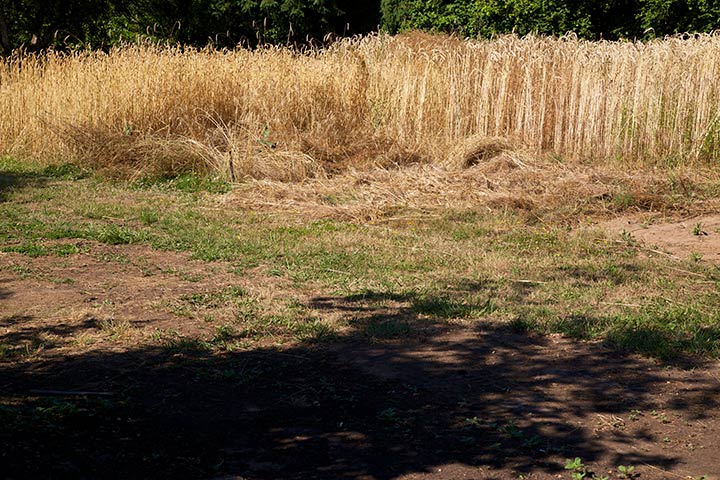 Nana Cardoon-Wheat Field