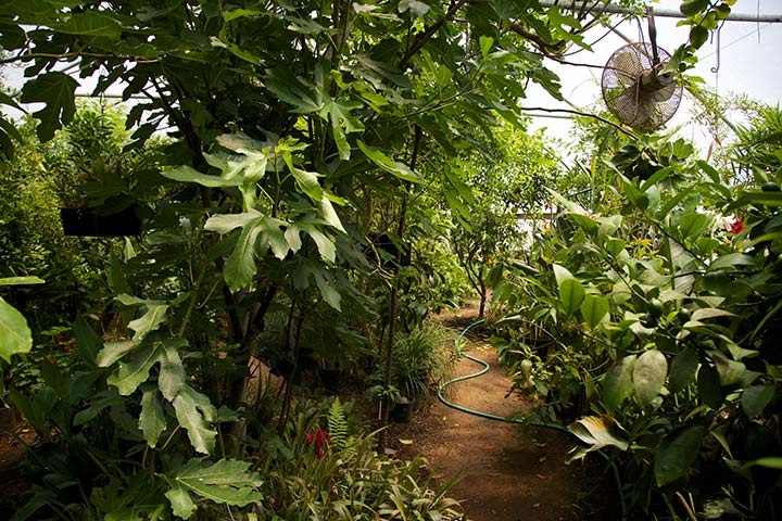 Kinship Garden Greenhouse -West Side