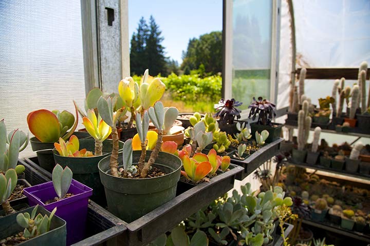 Kinship Garden Greenhouse -Succulents and Cactus-East Entrance