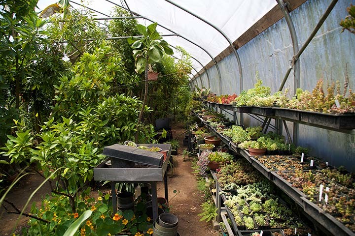 Succulents and Citrus-Kinship Garden Greenhouse
