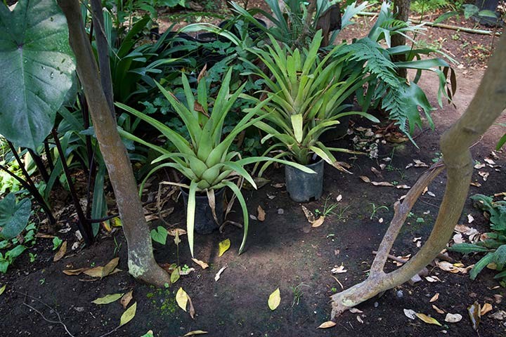 Kinship Garden Greenhouse