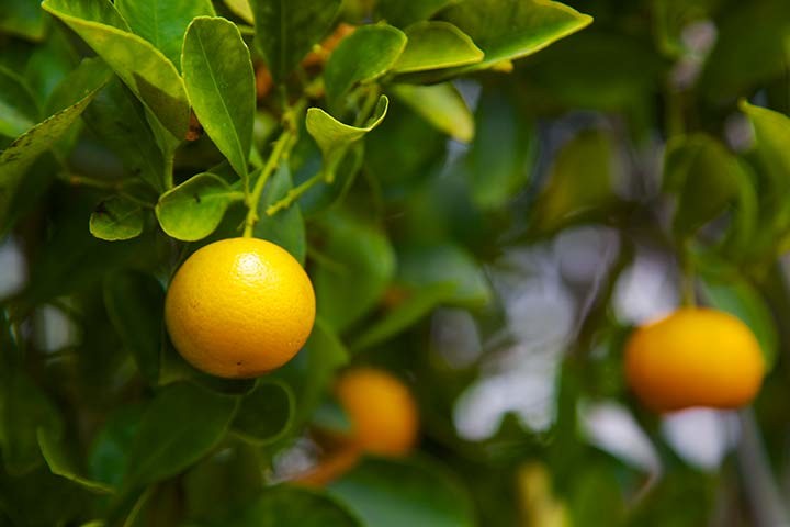 Kinship Garden Greenhouse -Orange Tree