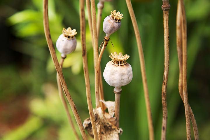 Kinship Garden Greenhouse -Poppies