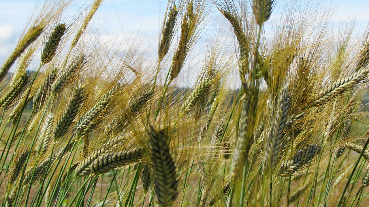 Preserving Ancient Grains- Spring Spelt (video)