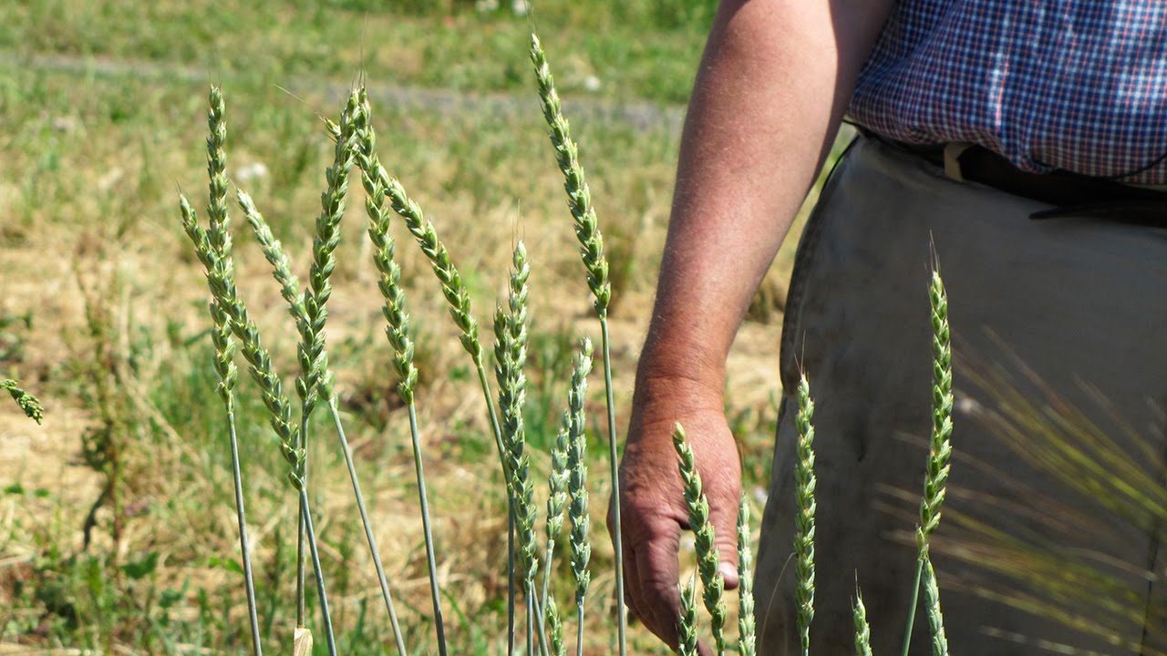 Preserving Ancient Grains: A Farmer’s Tale