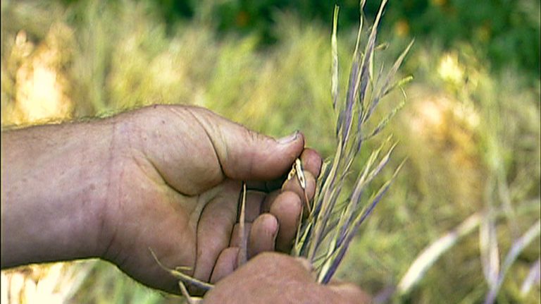 Climate Change Adds Urgency To Push to Save World’s Seeds
