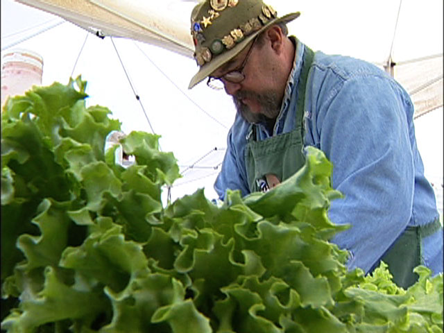 Inside The World of Championship Barbecue - Frank chooses lettuce for his presentation box