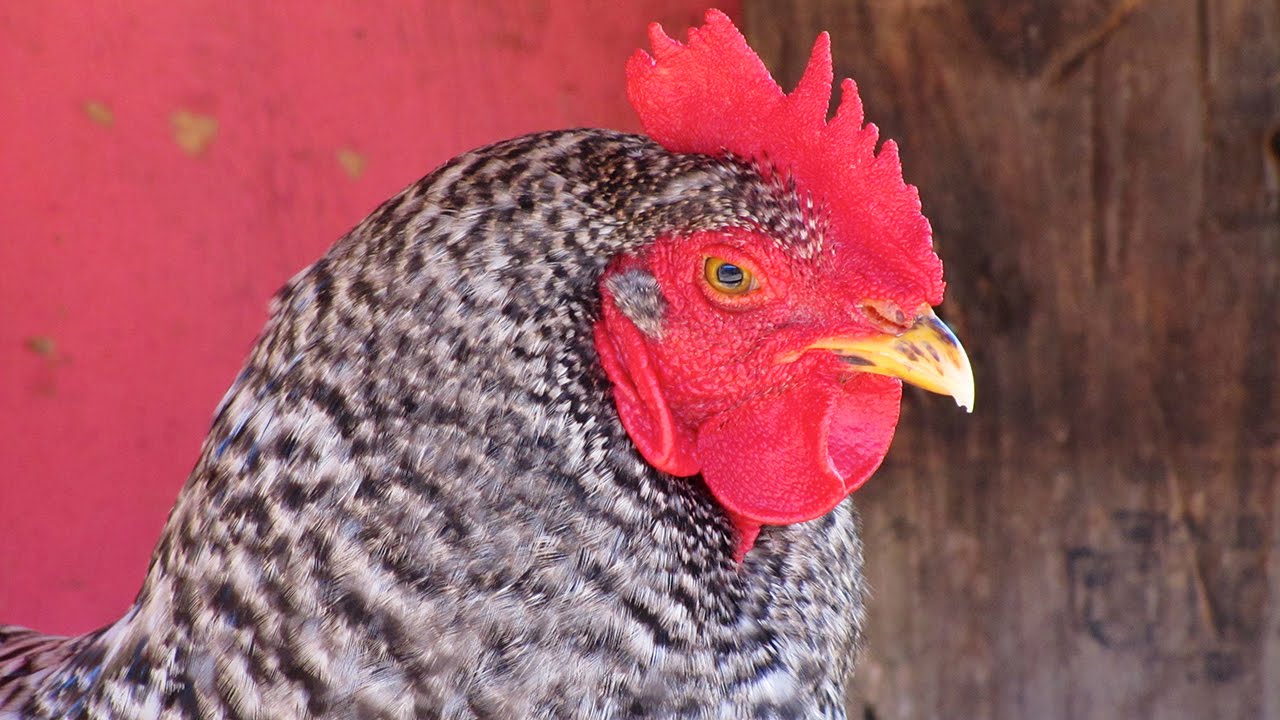 Raising Backyard Chickens (video)