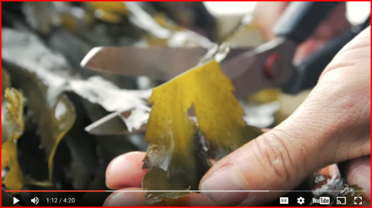 Harvesting Seaweed (video) - Cooking Up a Story