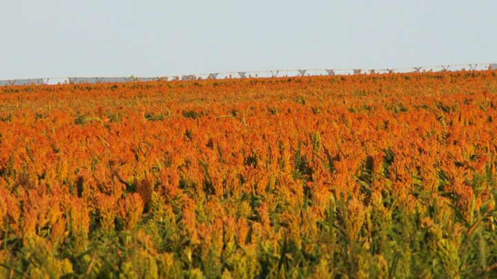Commercial Drones For Farmers - Cooking Up a Story