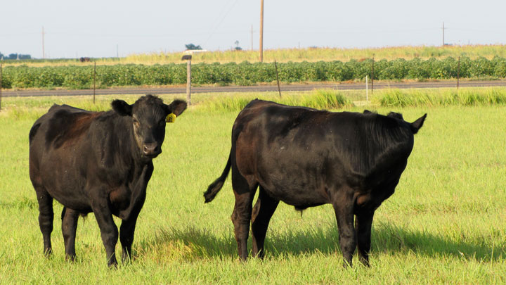 Lab-grown Meat and Milk Inch Closer to U.S. Market - Cooking Up a Story
