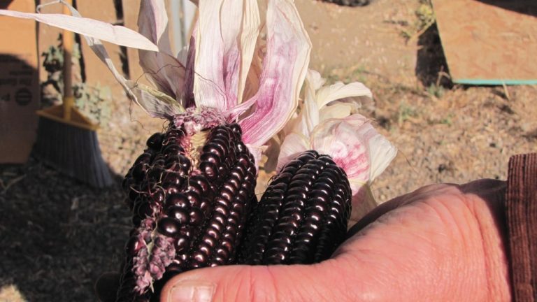 Preserving Native North American Foods -Cooking Up a Story