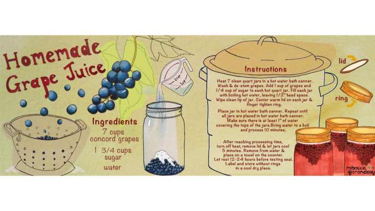 Homemade Grape Juice Recipe and Illustration - Rebecca Gerendasy