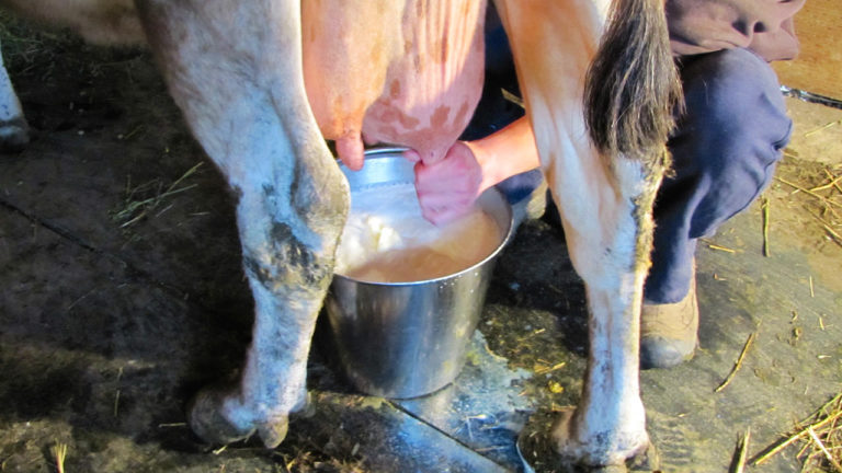 How to Make Homemade Butter from Farm Fresh Milk - Video - Cooking Up a Story