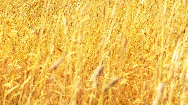 The Search for the Earliest Farmers that Began Civilization - Cooking Up a Story