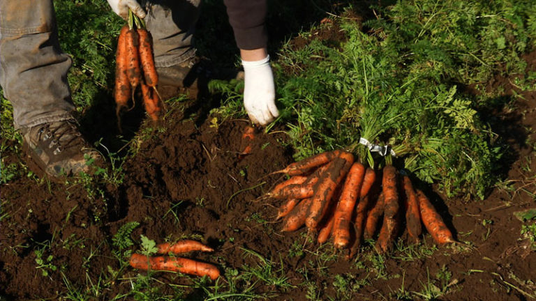 Growing Winter Vegetables - Mobile Minute - Cooking Up a Story