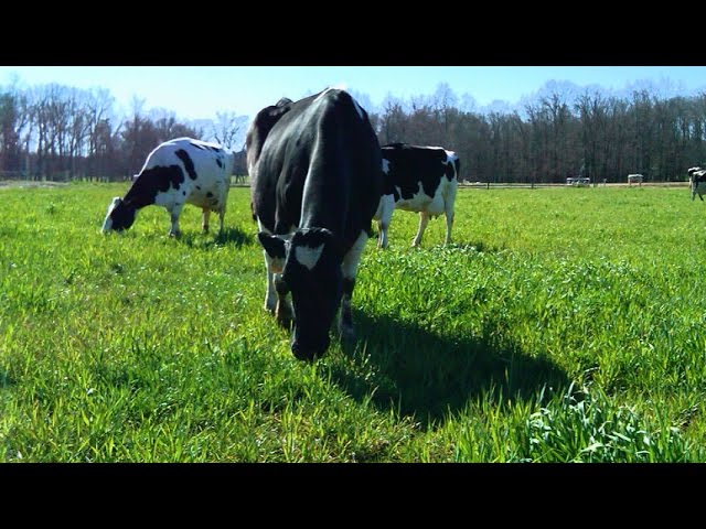 How the Cows Led the Way and Saved the Farm – Mobile Minute