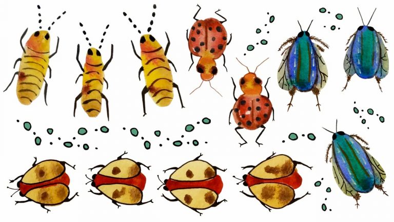 Eating Bugs For Food - Cooking Up a Story
