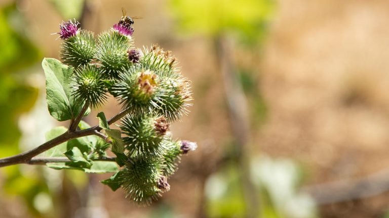 Dicamba Herbicide Drift and Bees - Cooking Up a Story