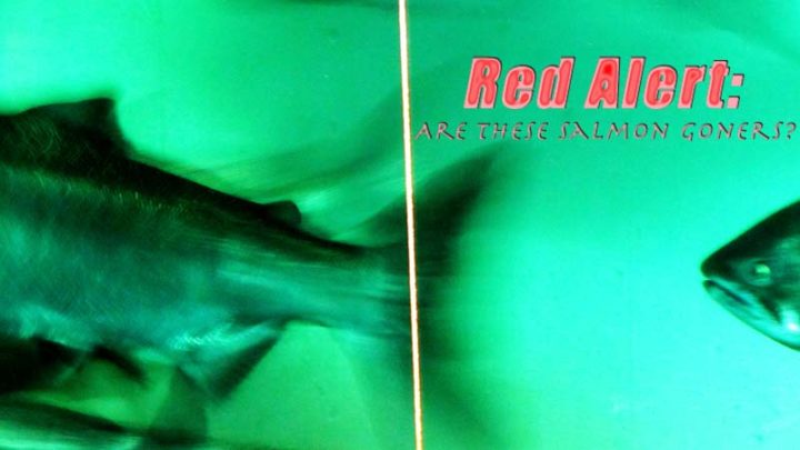 Red Alert-Columbia River Basin Salmon - Cooking Up a Story