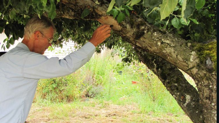 heritage apples, soil microbes,limits on wealth and more -, Cooking Up a Story